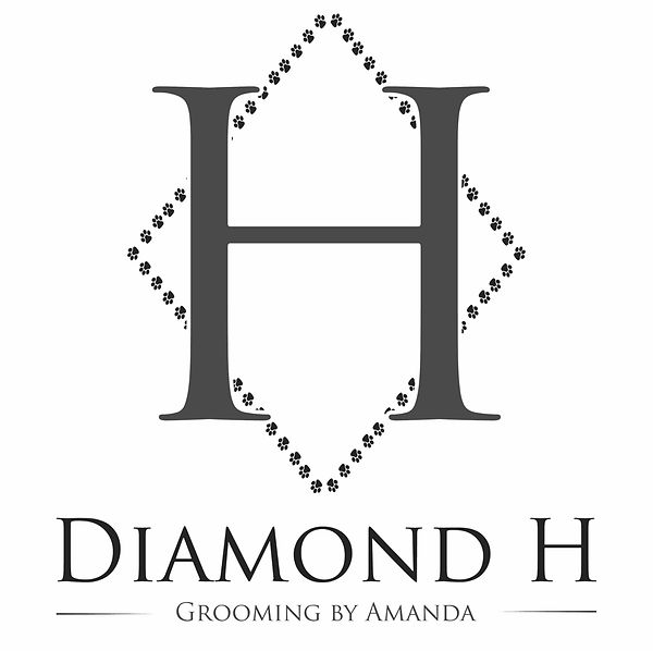 Cat Grooming Diamond H Grooming Winstonsalem